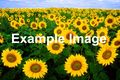 Thumbnail for version as of 13:35, 22 September 2008